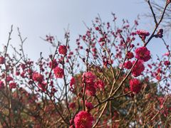 -无锡梅园公园