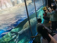 -海合安武汉极地海洋公园