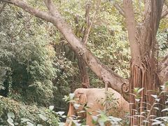 -广州长隆野生动物世界