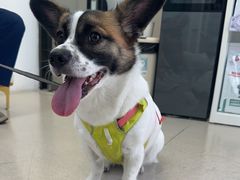 -爱妮康宠物医院·干细胞免疫细胞·肿瘤·心脏(张江店)