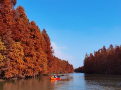 -上海海湾国家森林公园