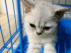 -瑞派宠物医院(搏威敦和院)