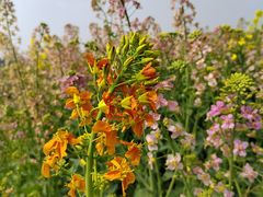 -中国天府农业博览园