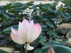 -飞来湖湿地公园