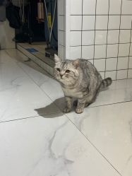 -飞梵造型