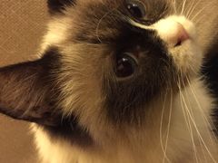 -猫色咖啡·猫咖
