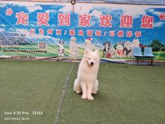 -宠物寄养训练学校