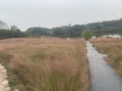 -杭州湾海上花田景区