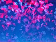 -多彩贵州城极地海洋世界