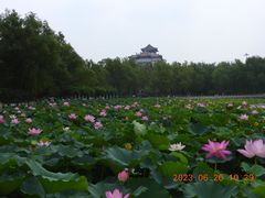 -莲花池公园