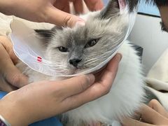 -中农国际动物医院24小时·猫科·骨科·急重症中心