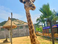 -西霞口神雕山野生动物世界