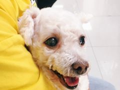 -申普宠物医院·心脏介入·心血管微创(总院)