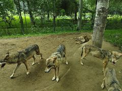 -北京野生动物园