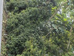 -华侨城湿地公园