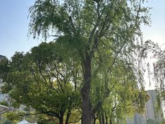 -新江湾城公园
