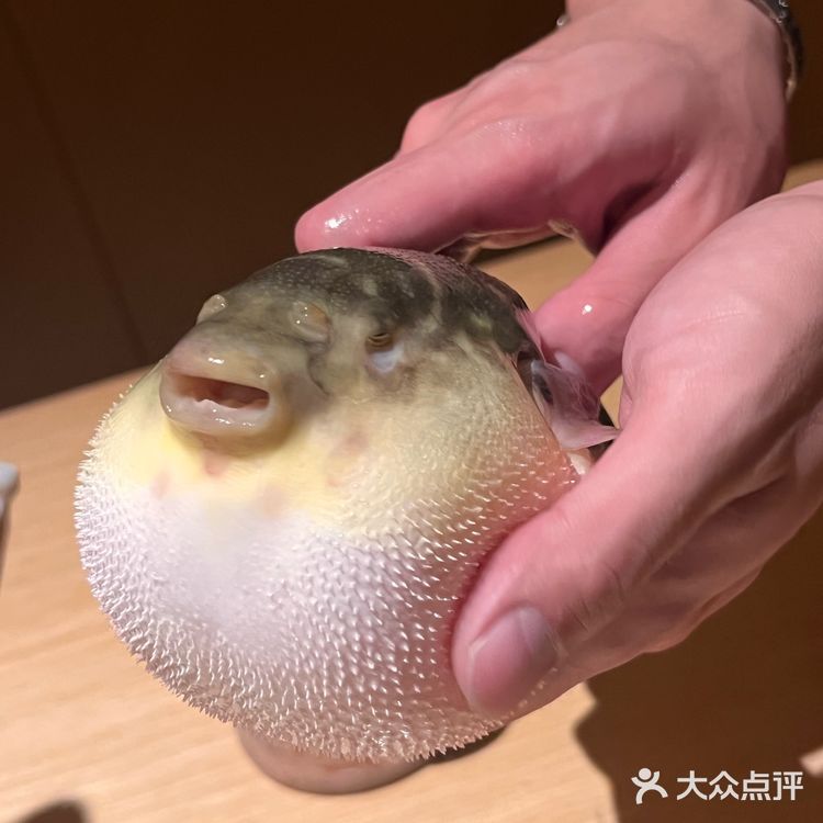 被胖鼓鼓的河豚鱼吸引