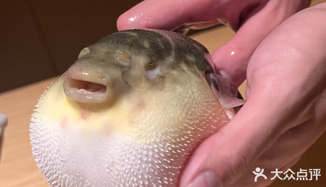  被胖鼓鼓的河豚鱼吸引
