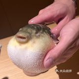  被胖鼓鼓的河豚鱼吸引