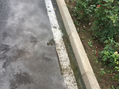-中关村茶点