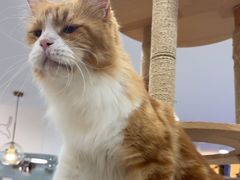 -喵园·猫主题咖啡厅·撸猫·猫咖(国贸店)