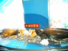 -苏州海洋馆