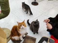 -喵园·猫主题咖啡厅·撸猫·猫咖(国贸店)
