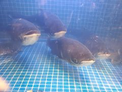 -姜君·千岛湖鱼头馆(浦东大道店)