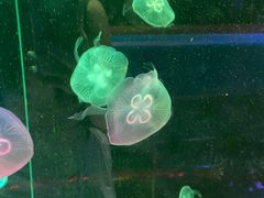 -欢乐海岸海洋奇梦馆