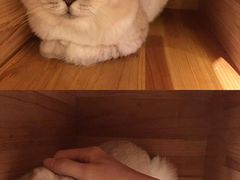 -more than meow吴止猫主题餐厅(承德 中船汇店)