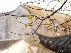 -艺圃