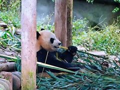 -中国大熊猫保护研究中心雅安碧峰峡基地