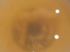 面汤-有礼有面(知春路店)