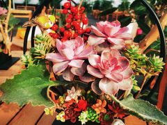 -龙大花卉苗木市场