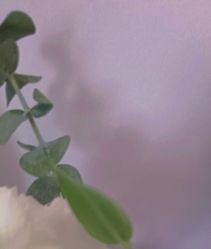 -凡碧诗毛孔收细