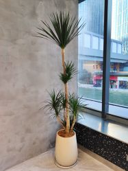 点击看大图 -PIONEER·韩式