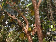 -中国科学院西双版纳热带植物园