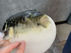-鲐赏河豚(长寿店)