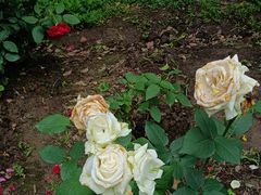 -上海共青森林公园