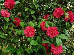 -深圳国际园林花卉博览园