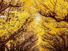 -千年银杏谷文化旅游区