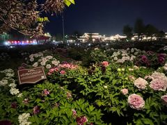 -曹州百花园