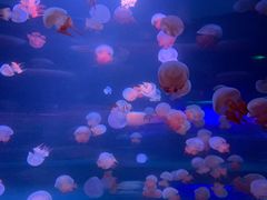 -无锡海洋馆