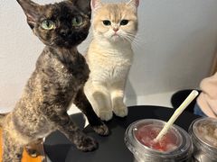 -琪喵猫屋·撸猫猫咖·猫舍