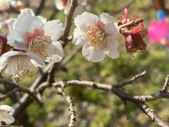 -上海滨江森林公园