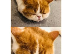 -飞行喵MR PILOT|猫舍·猫咖(静安大融城店)