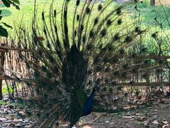 -合肥野生动物园