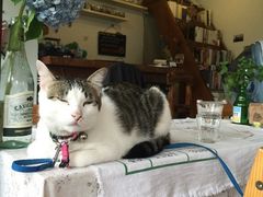 海边的猫和咖啡馆-海边的猫和咖啡馆