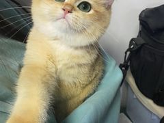 -lincat·猫舍(广州店)