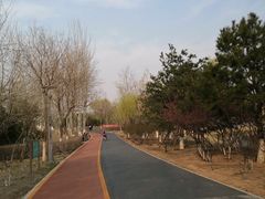 -大兴滨河森林公园